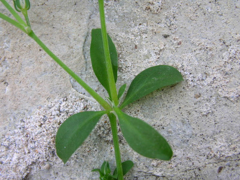 Polycarpon tetraphyllum / Migliarina a 4 foglie